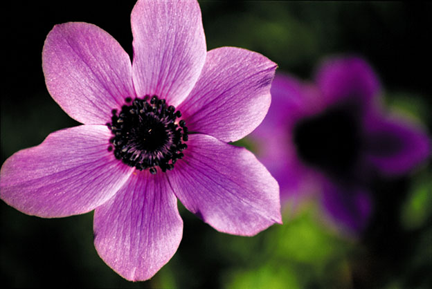 Macro 1