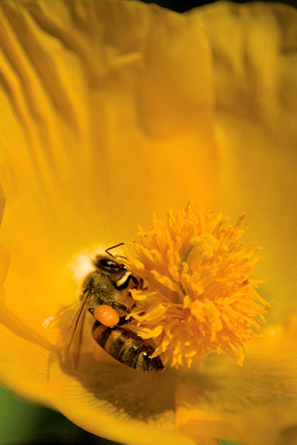 Macro 12